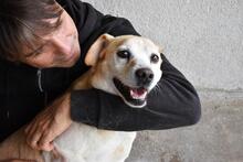 JIMMY, Hund, Mischlingshund in Italien - Bild 3