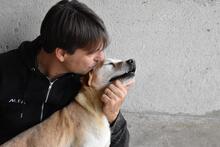 JIMMY, Hund, Mischlingshund in Italien - Bild 4