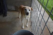 JIMMY, Hund, Mischlingshund in Italien - Bild 5