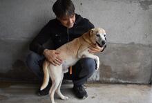 JIMMY, Hund, Mischlingshund in Italien - Bild 6