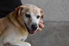 JIMMY, Hund, Mischlingshund in Italien - Bild 7