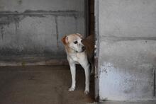 JIMMY, Hund, Mischlingshund in Italien - Bild 8