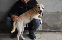 JIMMY, Hund, Mischlingshund in Italien - Bild 9