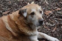 MIKELLA, Hund, Mischlingshund in Italien - Bild 1
