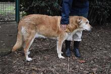 MIKELLA, Hund, Mischlingshund in Italien - Bild 10