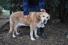 MIKELLA, Hund, Mischlingshund in Italien - Bild 11