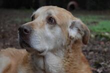 MIKELLA, Hund, Mischlingshund in Italien - Bild 2