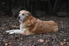 MIKELLA, Hund, Mischlingshund in Italien - Bild 3