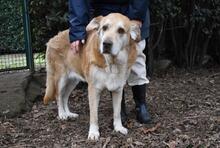 MIKELLA, Hund, Mischlingshund in Italien - Bild 4