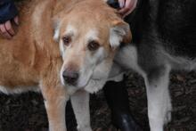 MIKELLA, Hund, Mischlingshund in Italien - Bild 5