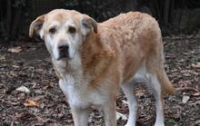MIKELLA, Hund, Mischlingshund in Italien - Bild 6