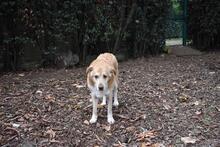 MIKELLA, Hund, Mischlingshund in Italien - Bild 7