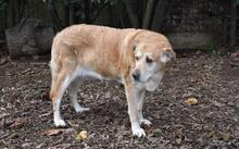 MIKELLA, Hund, Mischlingshund in Italien - Bild 8