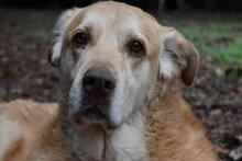 MIKELLA, Hund, Mischlingshund in Italien - Bild 9
