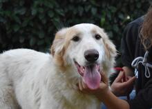 TEWEN, Hund, Mischlingshund in Italien