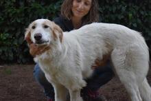 TEWEN, Hund, Mischlingshund in Italien - Bild 10