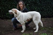 TEWEN, Hund, Mischlingshund in Italien - Bild 11