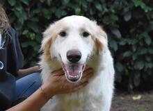 TEWEN, Hund, Mischlingshund in Italien - Bild 12