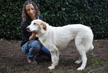 TEWEN, Hund, Mischlingshund in Italien - Bild 13