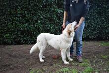 TEWEN, Hund, Mischlingshund in Italien - Bild 3