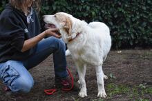 TEWEN, Hund, Mischlingshund in Italien - Bild 4