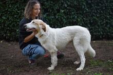 TEWEN, Hund, Mischlingshund in Italien - Bild 5