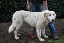 TEWEN, Hund, Mischlingshund in Italien - Bild 6