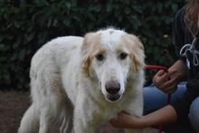 TEWEN, Hund, Mischlingshund in Italien - Bild 7