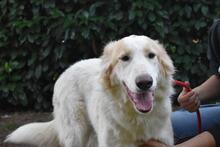 TEWEN, Hund, Mischlingshund in Italien - Bild 8
