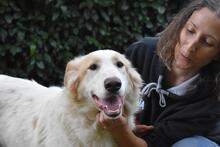 TEWEN, Hund, Mischlingshund in Italien - Bild 9