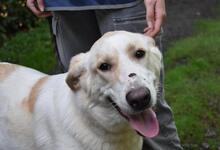 THALINDRA, Hund, Mischlingshund in Italien