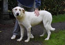 THALINDRA, Hund, Mischlingshund in Italien - Bild 2