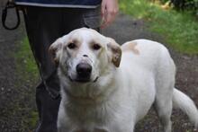 THALINDRA, Hund, Mischlingshund in Italien - Bild 3