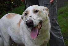 THALINDRA, Hund, Mischlingshund in Italien - Bild 4