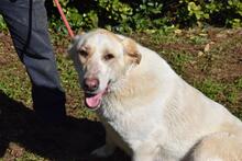 THALINDRA, Hund, Mischlingshund in Italien - Bild 5