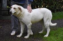 THALINDRA, Hund, Mischlingshund in Italien - Bild 7
