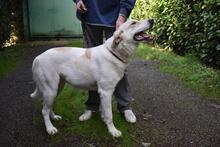 THALINDRA, Hund, Mischlingshund in Italien - Bild 8