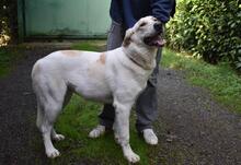 THALINDRA, Hund, Mischlingshund in Italien - Bild 9