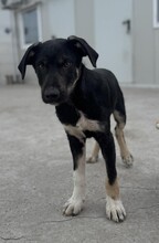 PHILIPP, Hund, Mischlingshund in Rumänien - Bild 1