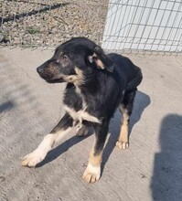 PHILIPP, Hund, Mischlingshund in Rumänien - Bild 2