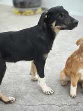 PHILIPP, Hund, Mischlingshund in Rumänien - Bild 3