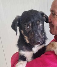 PHILIPP, Hund, Mischlingshund in Rumänien - Bild 4