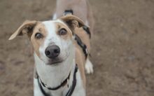 ANNI, Hund, Magyar Agar-Mix in Köln - Bild 1