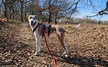 ANNI, Hund, Magyar Agar-Mix in Köln - Bild 2