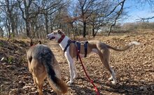 ANNI, Hund, Magyar Agar-Mix in Köln - Bild 3