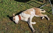 ANNI, Hund, Magyar Agar-Mix in Köln - Bild 5