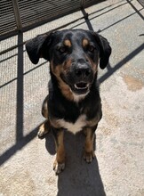 ARMANDO, Hund, Mischlingshund in Italien