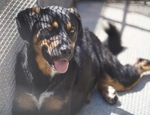 ARMANDO, Hund, Mischlingshund in Italien - Bild 10