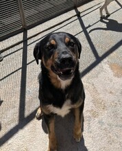 ARMANDO, Hund, Mischlingshund in Italien - Bild 11