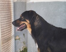 ARMANDO, Hund, Mischlingshund in Italien - Bild 12